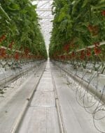 Substrat cultivare din cocos tomate