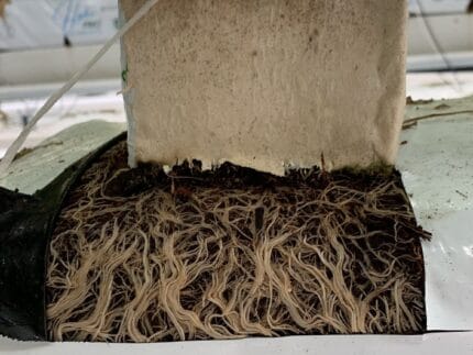 Substrat cultivare din cocos tomate