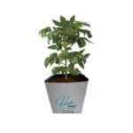 Substrat cultivare din cocos Open Top